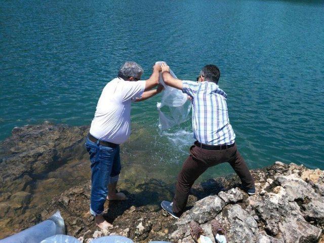 Manavgat Oymapınar Barajına 50 Bin Yavru Sazan Balığı Salındı