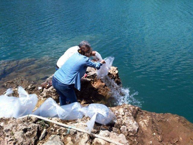 Manavgat Oymapınar Barajına 50 Bin Yavru Sazan Balığı Salındı