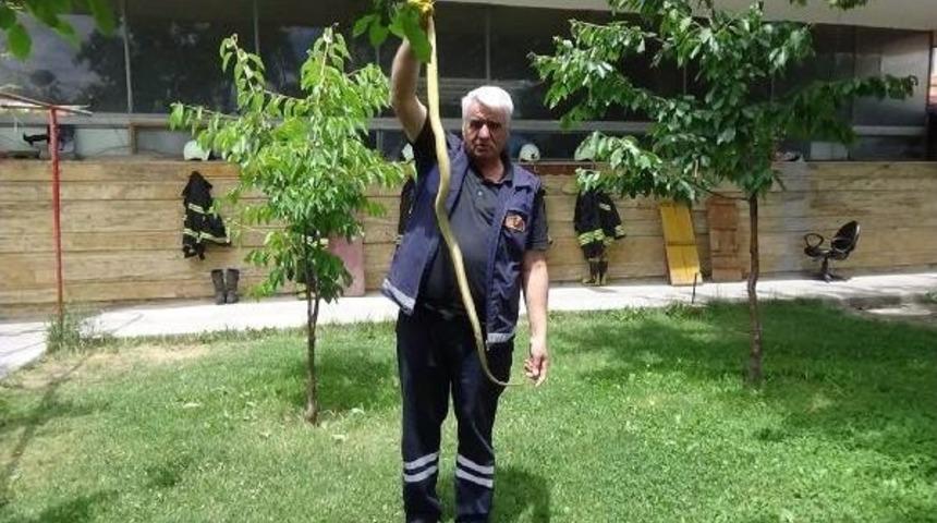 Evin Bah&ccedil;esine Giren Yılan Yakalandı