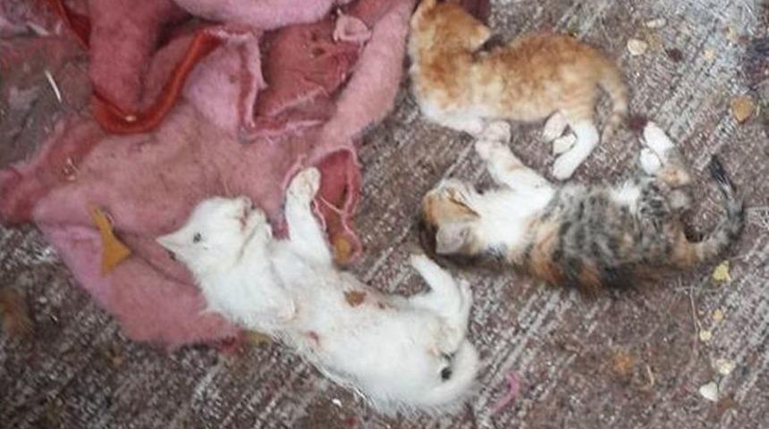 Uşak&rsquo;ta 17 Kedi Par&ccedil;alanmış Halde Bulundu