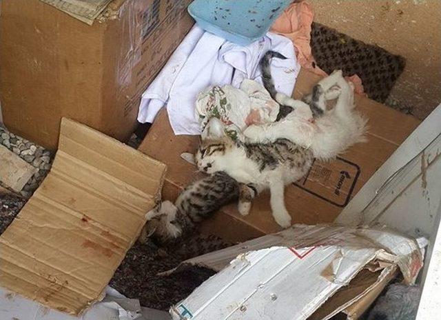 Uşak’ta 17 Kedi Parçalanmış Halde Bulundu