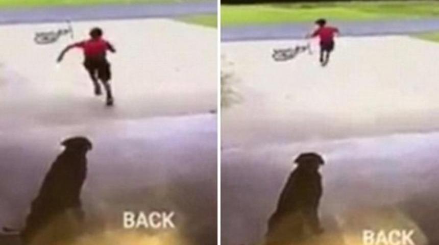 Bir Kadın, Köpeğine Gizlice Sarılan Çocuğun Gizemini Çözmek İçin Çareyi Facebook'ta Buldu