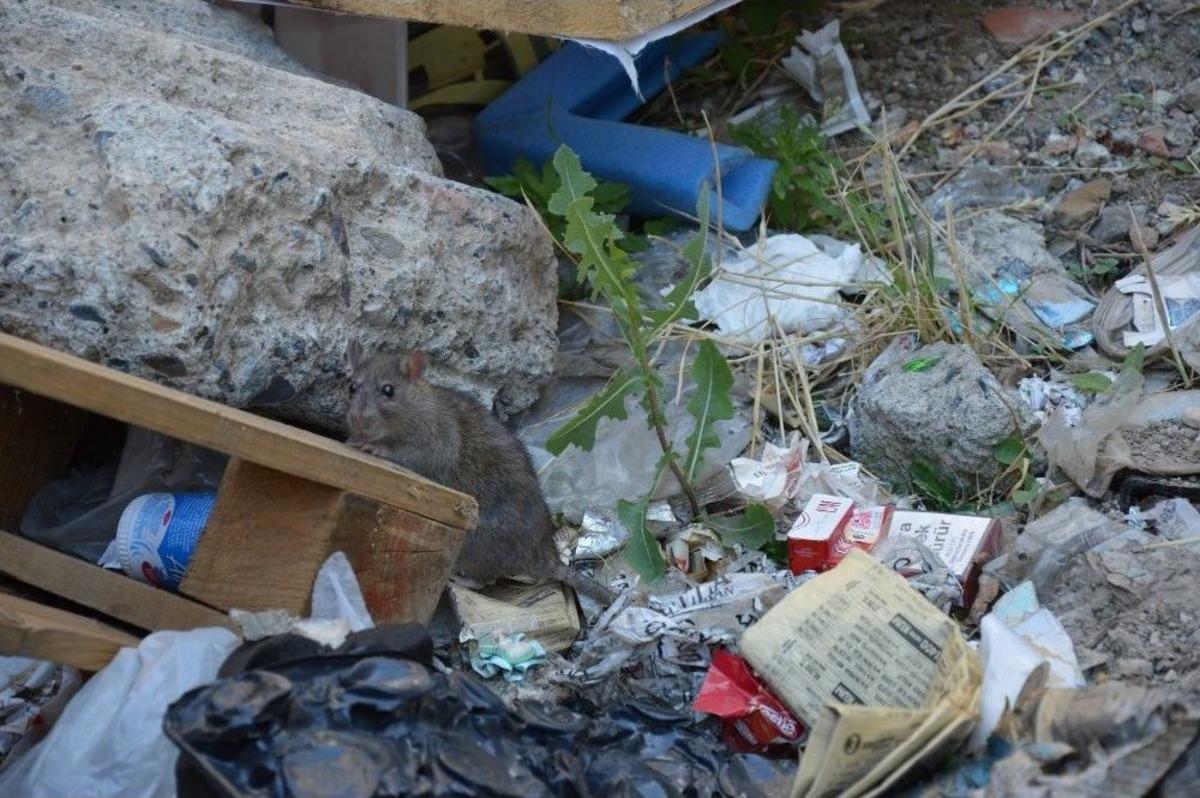 Şehrin G&ouml;beğinde Esnaf Fare Avına &Ccedil;ıktı