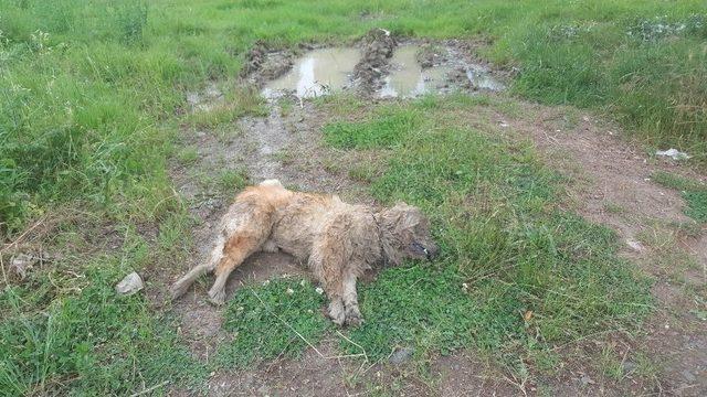 Kendisini Parçalamak İsteyen Köpeğini Suda Boğarak Ölümden Kurtuldu