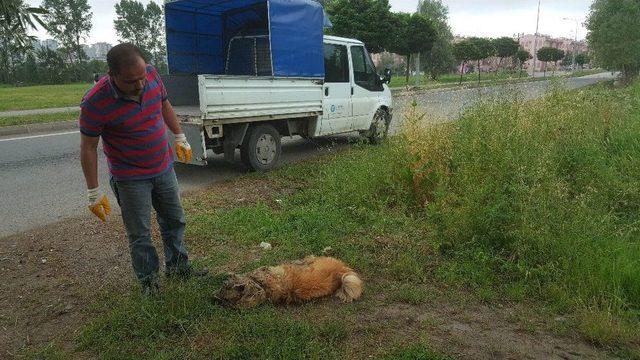 Kendisini Parçalamak İsteyen Köpeğini Suda Boğarak Ölümden Kurtuldu