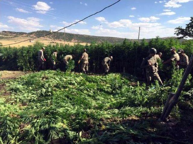 Diyarbakır'da 25 Gün Süren Opeasyonda 8 Pkk'lı Öldürüldü, 17 Ton Esrar Ele Geçti