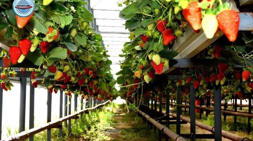 Cezaevlerinde "topraksız Tarım" Projesi Hayata Ge&ccedil;ti