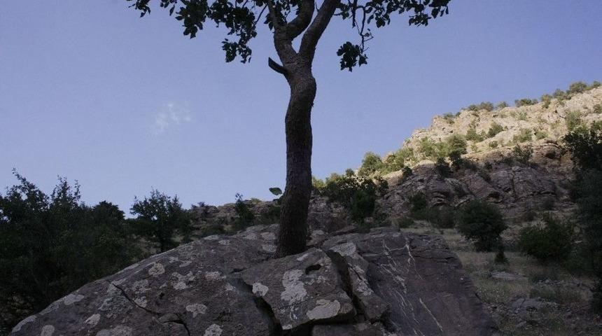 Ağaç, Dev Kayayı İkiye Böldü