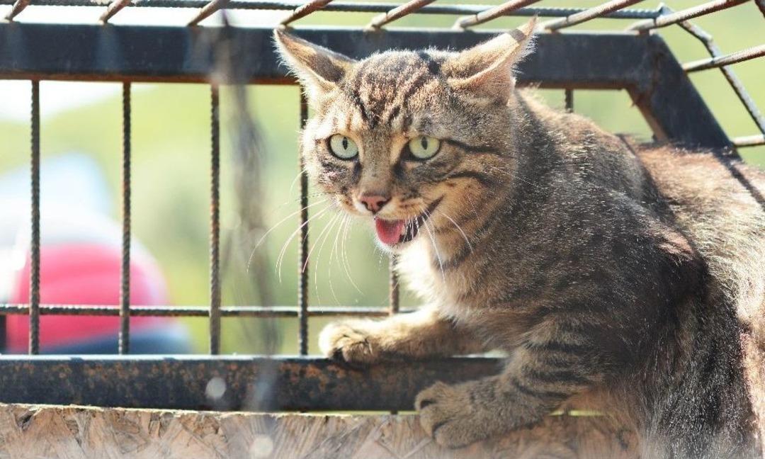 (&ouml;zel Haber) Katili Tuzakla Yakaladı