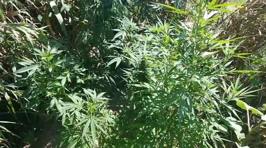 Nazilli&rsquo;de Yasa Dışı Ekim Operasyonu