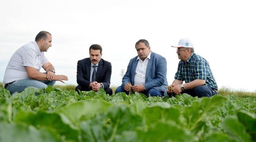 (&ouml;zel Haber) Yıllık 1 Milyon Ton Pancar &Uuml;retilen Aksaray T&uuml;rkiye 3&rsquo;&uuml;nc&uuml;s&uuml;