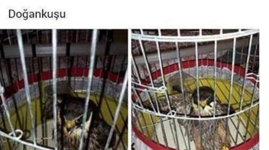 Sosyal Medyadan Şahin Ve Doğan Satanlara Ağır Ceza