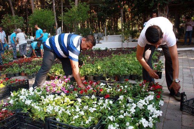 Alanya Belediyesi Mezarlıklarda Ücretsiz Çiçek Dağıtacak