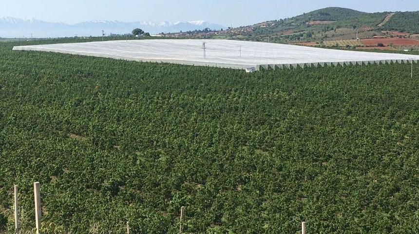 Salihli&rsquo;deki Kirazlar &Ouml;rt&uuml; Altına Girdi