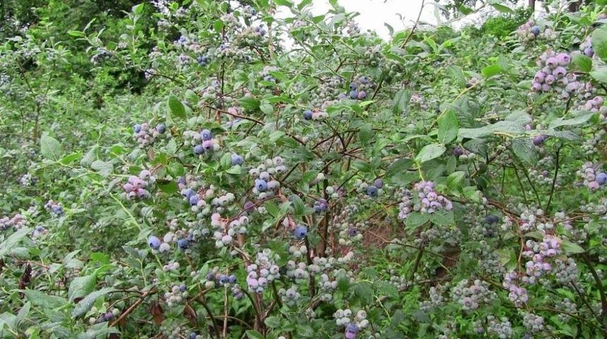 Mavi Yemiş &Uuml;retimine Artvin&rsquo;de Başlandı
