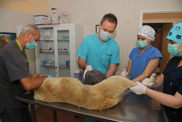 Sokak Köpeğine Tümör Ameliyatı