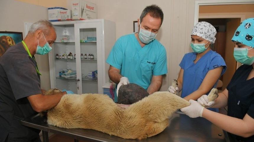 Y&uuml;zlerce Hayvan Osmangazi&rsquo;de Sağlığına Kavuşuyor