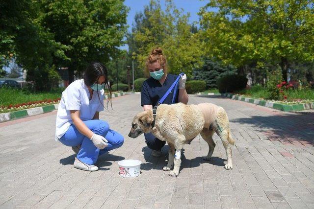 Sokak Köpeğine Tümör Ameliyatı