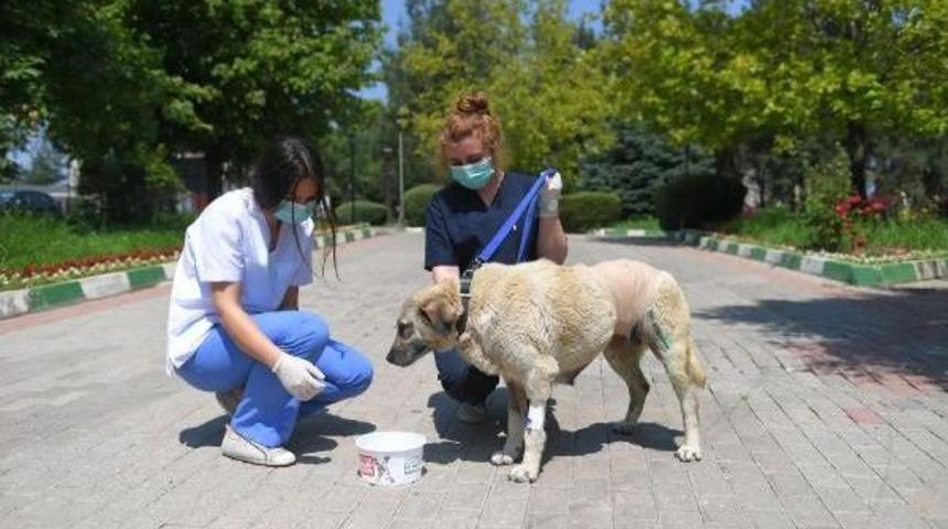 Sokak K&ouml;peğine 4 Saat S&uuml;ren 't&uuml;m&ouml;r' Ameliyatı