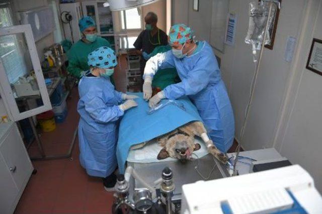 Sokak Köpeğine 4 Saat Süren 'tümör' Ameliyatı