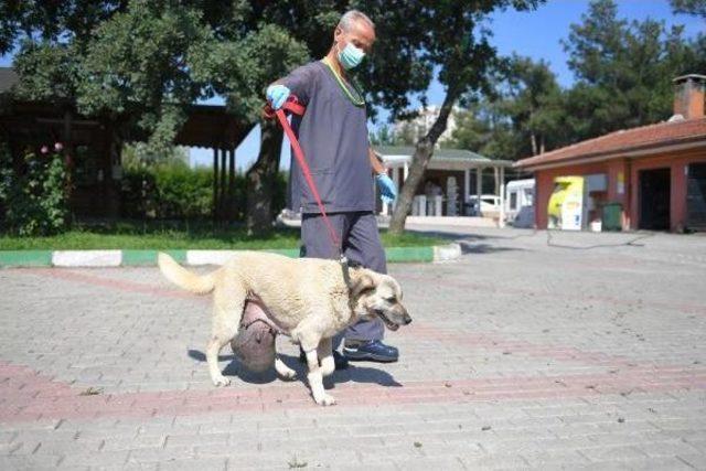 Sokak Köpeğine 4 Saat Süren 'tümör' Ameliyatı