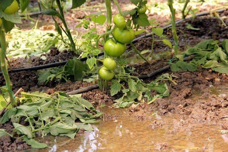Sağanak Yağış Tarım Arazilerini Vurdu G3