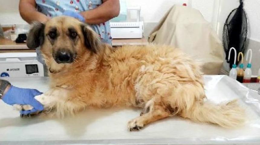 K&ouml;peğin Idrar Torbasındaki 11 Taş Ameliyatla Alındı