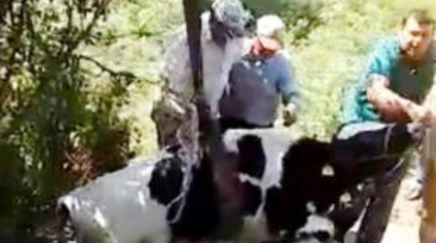 Su Kuyusuna D&uuml;şen İnek Kep&ccedil;eyle Kurtarıldı