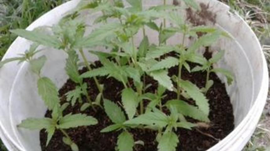 Uşak&rsquo;ta Uyuşturucu Operasyonu