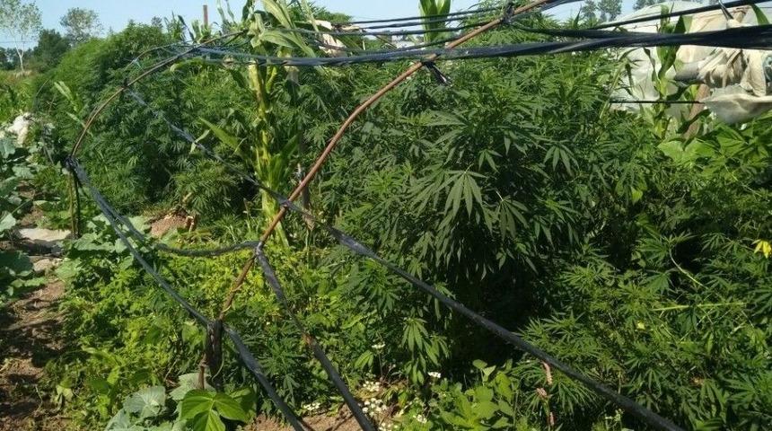 Bafra’da 188 Kök Dişi Hint Keneviri Ele Geçirildi