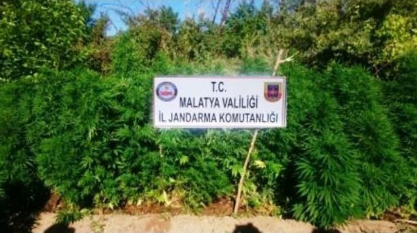 Malatya’da 3 Bin 117 Kök Kenevir Bitkisi Ele Geçirildi