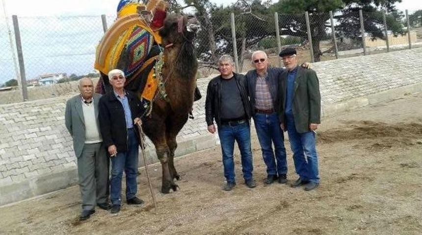 Bayrami&ccedil;'te Yılan Sokan Deve Telef Oldu