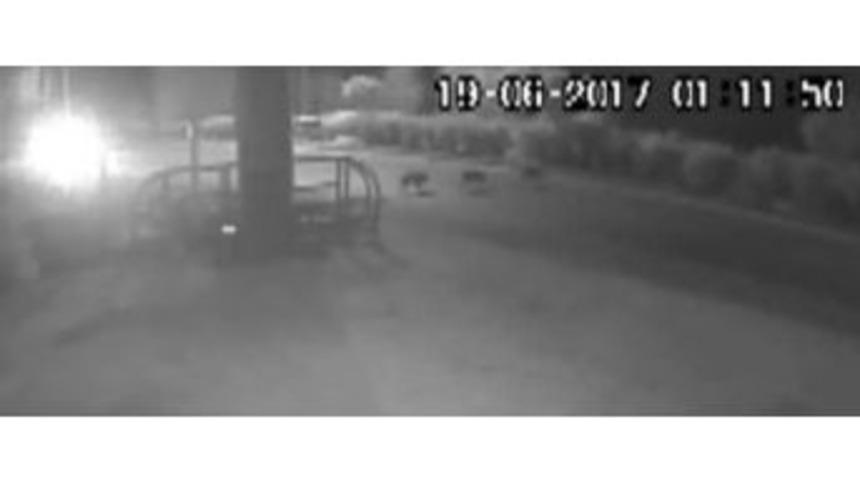 Yola &Ccedil;ıkan Domuzlar Tehlike Sa&ccedil;ıyor