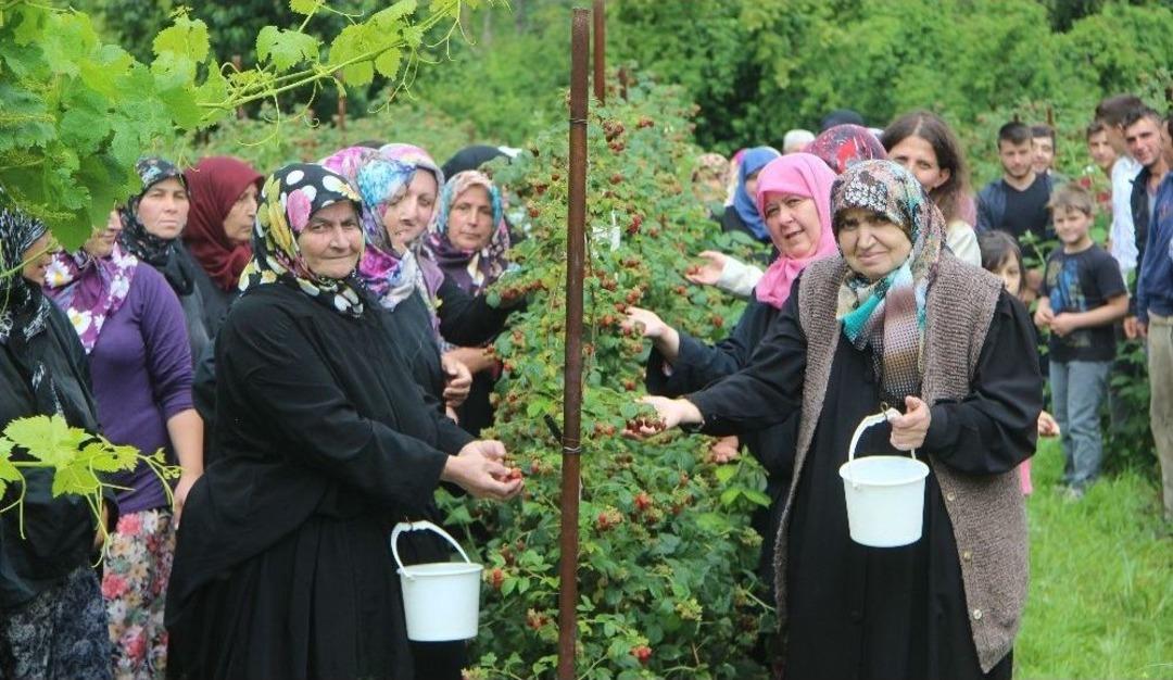 (&ouml;zel Haber) Ahududu Dalında Kaldı, K&ouml;yl&uuml; Kadınlar İsyan Etti