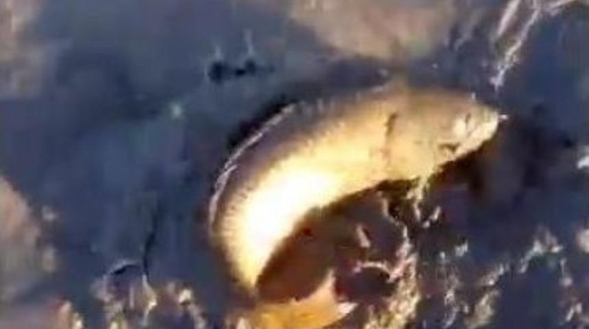 Sel Suları &Ccedil;ekilince Tarlasından Sazan &Ccedil;ıktı