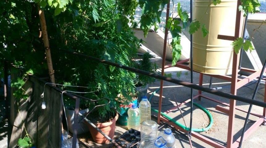 Alanya&rsquo;da 338 K&ouml;k Hint Keneviri Ele Ge&ccedil;irildi