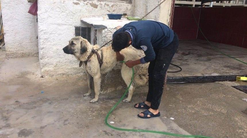 Aksaray Malaklısı Cinsi &Ccedil;oban K&ouml;peğinin Banyo Keyfi
