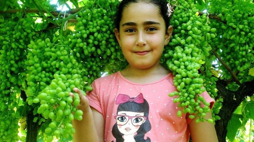 Devasa &Uuml;z&uuml;m Salkımları İlgi &Ccedil;ekti