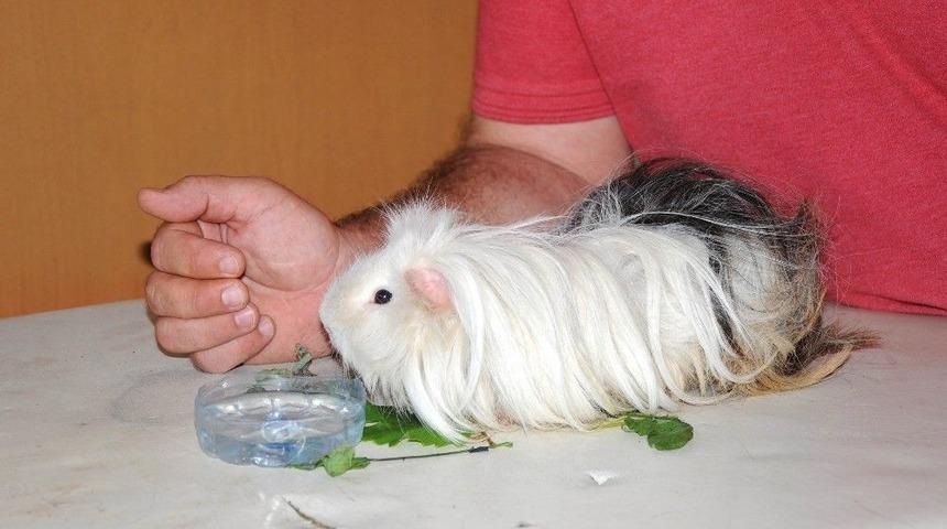 Merak Uyandıran Hayvan Sağlığına Kavuşuyor