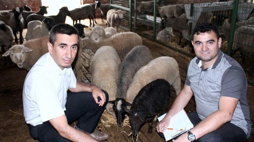 Rus Romanovlara Yoğun İlgi