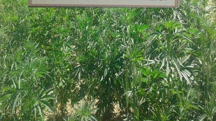 Batman&rsquo;da 2 Bin 450 K&ouml;k Kenevir Ele Ge&ccedil;irildi