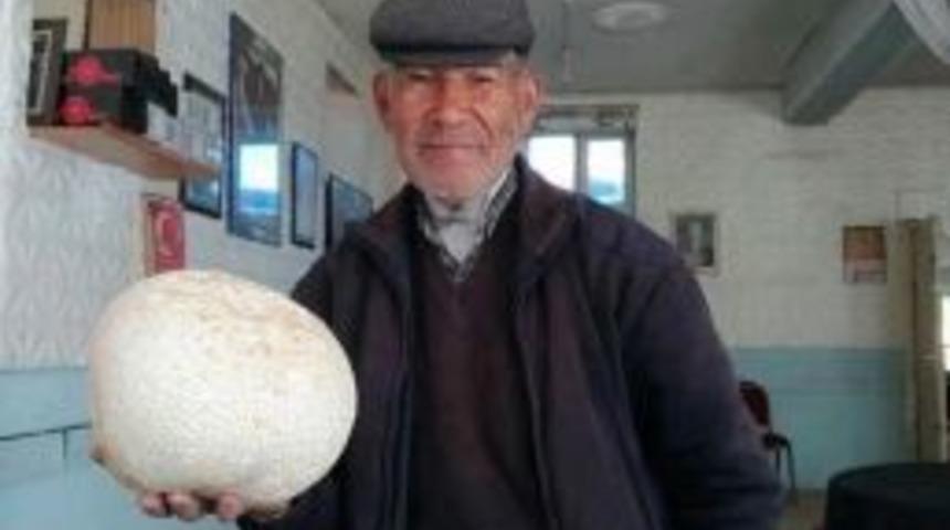 Niğde&rsquo;de Dev Mantar G&ouml;renleri Şaşırttı