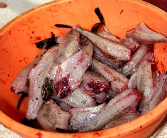 Kıyı Balıkçılarının Vazgeçilmezi: İskorpit Balığı