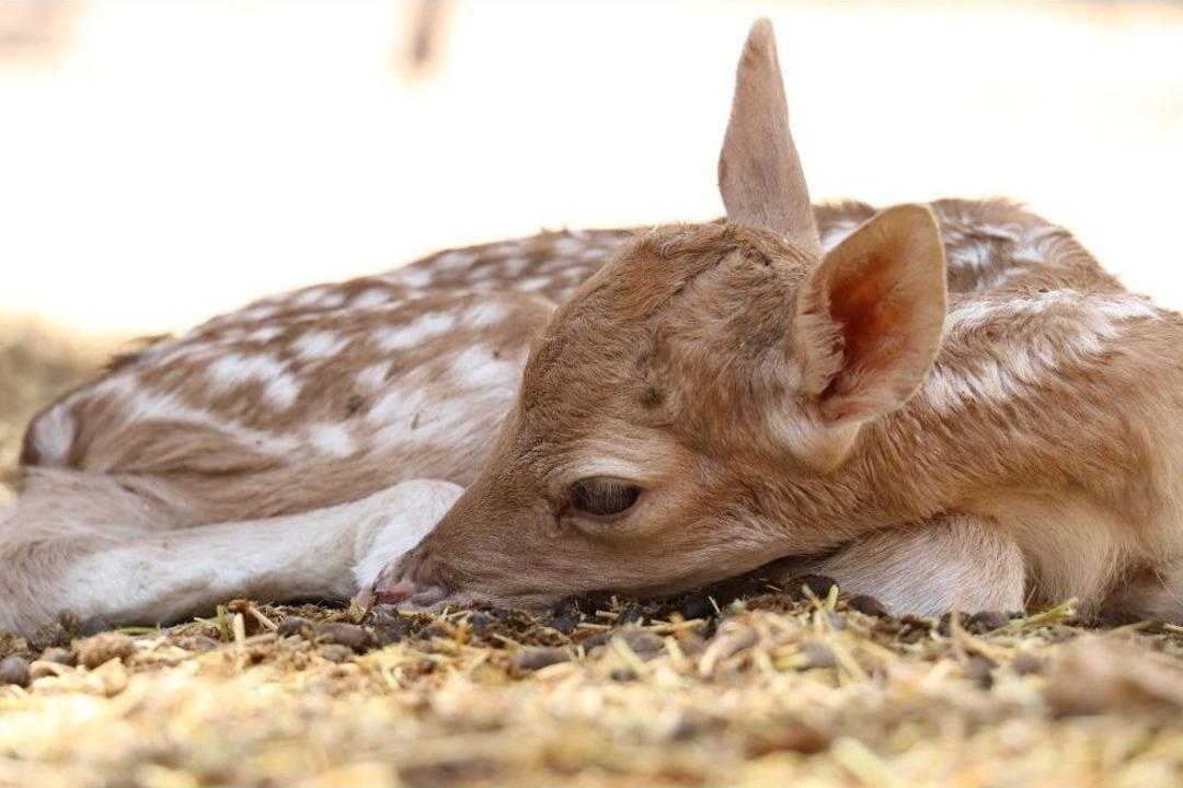 Doğurganlık Oranı En Y&uuml;ksek Hayvanat Bah&ccedil;esi