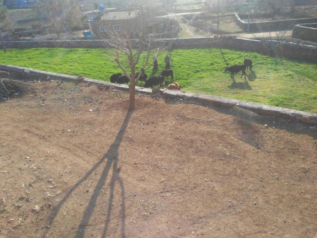 İnekleri &Ccedil;alınan &Ccedil;ift Yıkıldı