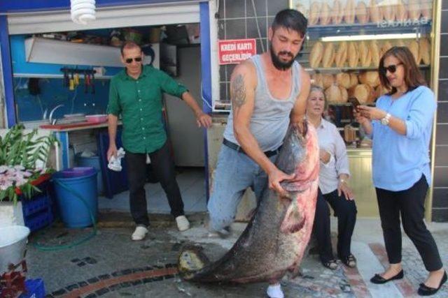 Tunca Nehri'nden 2 Metre 22 Santimlik Yayın Balığı Yakaladı