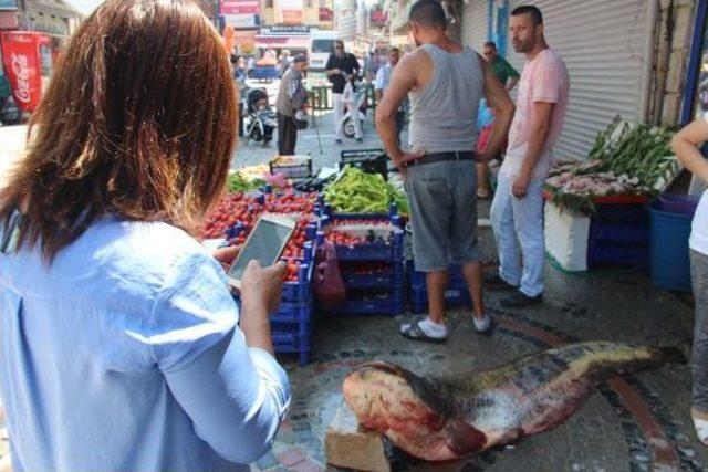 Tunca Nehri'nden 2 Metre 22 Santimlik Yayın Balığı Yakaladı