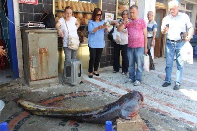 Tunca Nehri'nden 2 Metre 22 Santimlik Yayın Balığı Yakaladı