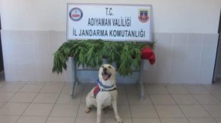 Adıyaman&rsquo;da 282 K&ouml;k Kenevir Bitkisi Ele Ge&ccedil;irildi