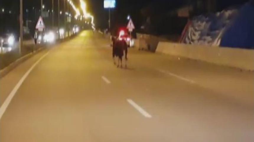 Boğa Hem Yolu Hem De Bayramı Şaşırdı